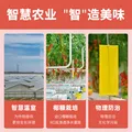 京鲜生&柿一家 串收樱桃番茄玲珑串净重1.5kg 小西红柿中秋礼盒源头直发 图片 4