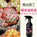 青丛园丁爆芽速原液多芽促芽催芽分化叶插花植物通用型营养液绿植肥料 爆芽速原液500ml*1瓶【常规装】 图片 2