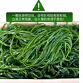 盐渍海带丝短丝当季绿色商用批发整箱非干货凉拌麻辣烫偏厚免切 当季盐渍海带丝250g×1包 图片 3