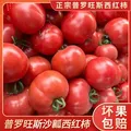 【新鲜夏柿】现摘山东普罗旺斯沙瓤口感西红柿生吃水果番茄包邮 5斤普罗旺斯西红柿 4.5斤 净重 中大果（单果125g+） 口感西红柿【自然成熟】 图片 2