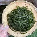 盐渍海带丝短丝当季绿色商用批发整箱非干货凉拌麻辣烫偏厚免切 当季盐渍海带丝250g×1包 图片 4