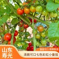 京鲜生 彩虹爆汁小番茄净重3斤(5-7种)水果圣女果千禧源头直发 图片 5