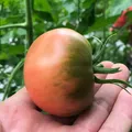 京鲜生内蒙草莓番茄净重4.5斤60g+铁皮柿子水果西红柿源头直发 图片 6