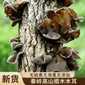 菌裕 黑木耳 500g