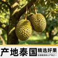 【8月19日前发货】金枕榴莲新鲜果肉饱满新鲜生鲜香甜软糯 净重3-4斤【保3房，金枕】 图片 5
