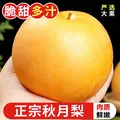 耕禾春 春山东秋月梨 新鲜水果 冰糖梨 当季现摘 脆甜梨子 250g+ 4.5-5斤