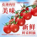 京鲜生&柿一家 串收樱桃番茄玲珑串净重1.5kg 小西红柿中秋礼盒源头直发 图片 5