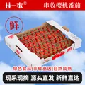 京鲜生&柿一家 串收樱桃番茄玲珑串净重1.5kg 小西红柿中秋礼盒源头直发 图片 1