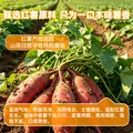 鲜记带皮小香薯500g 农家蒸薯干 番薯红薯干 独立真空包装 年货零食 带皮小香薯500g 图片 4