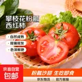 【东东买菜】攀枝花露天沙瓤西红柿新鲜水果蔬菜番茄酸甜 带箱2斤重单果80g起 2斤 图片 1