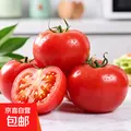 现摘沙瓤西红柿番茄可生吃现摘现发新鲜蔬菜减肥生鲜 番茄(单果100g+) 2斤 带箱 图片 1