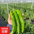 贝亚芮 新鲜尖椒虎皮薄皮青辣椒青椒菜椒牛角椒 整箱5斤 7.69元/整箱五斤！
