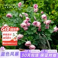 海蒂的花园 月季苗 蓝色风暴 15cm盆 含盆