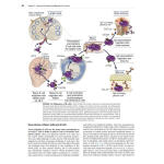 全彩现货/Cellular and Molecular Immunology 10th 纸质书 电子版PDF