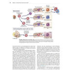 全彩现货/Cellular and Molecular Immunology 10th 纸质书 电子版PDF