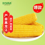 珍谷诱惑东北糯玉米 鲜食玉米 真空玉米棒  黑龙江鲜食苞米 原产地直发 黄糯玉米12支【单支180g以上】