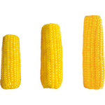 开源保丰新东北黄糯玉米棒苞米真空装黄糯玉米新鲜头茬早餐代餐 头茬黄糯玉米8根均重>180g