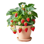 草莓种植苗盆栽脱毒穴盘苗带花果带土四季奶油当年结果草莓秧苗 奶油草莓苗（中苗）3盆【原盆】