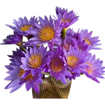 新鲜睡莲鲜花广州直发30CM带花苞家庭38女神妇女节礼物生日礼物 紫色睡莲10枝