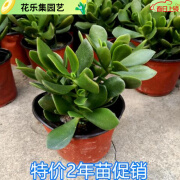 京佳乐玉树盆栽苗老桩大叶玉树花植物多肉燕子掌室内客厅绿植花卉 玉树二年苗 不含盆