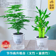 樱霞【顺丰上门】花卉植物室内桌面净化空气水培小绿植好养活驱蚊盆栽 富贵竹+文竹 带盆