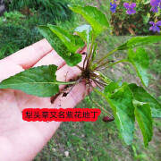 姒桀犁头草 紫花地丁紫金锁犁头尖三角草迷你小花弅中草药苗 犁头草苗一棵带泥