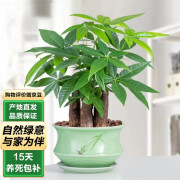 泰西丝发财树盆栽植物室内绿植盆栽 3杆发财树+梅青617陶瓷盆+陶粒