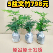 伟伟园艺文竹盆栽植物室内办公室绿植花卉盆栽盆景四季常青小盆栽 文竹3盆【高度15-20厘米】