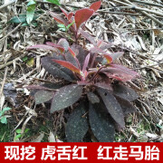 姒桀生新鲜虎舌红走马胎红红毡红毛针肉八爪药用盆栽绿 3年苗（红） 不含盆