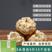 水果蔬菜百合新鲜宜兴百合礼盒毛重新鲜食用功效新鲜微苦软糯特产5斤卷丹 5斤礼盒装 12头