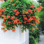 泰西丝凌霄花庭院爬藤植物盆栽绿化苗木花卉 凌霄花约1cm粗 （不含盆）