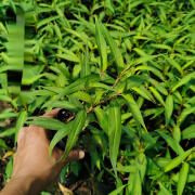 姒桀越南香菜 越南芫荽 叻沙叶香柳菜食用香草盆栽苗 阳台耐湿热 料理 越南香菜（带营养杯发货） 不含盆