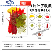 真树叶植物标本干花压花幼儿园手工贴画diy材料包制作书签真花朵 21片秋枫叶子系