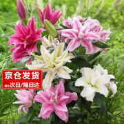 樱霞【带芽发货】香水百合种球花卉 混色5个种球+盆+土+肥源头直发