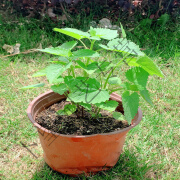 藿香苗可食用新鲜香叶植物 庭院阳台可种植 五香叶鱼香草盆栽 麦 (3-6棵)藿香盆栽1盆