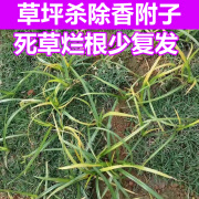 消莎草坪香附子专用除草剂禾本科草坪通用除杂草百慕大马尼拉除莎草药 35g