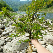 七流婉假山植物水培水杨梅鱼缸造景 原生态鱼缸假山水陆缸水培土培盆景 水杨梅一颗45cm以上随机发 不含盆