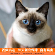 伊宠纯种暹罗猫幼猫泰国小猫咪宠物猫咪活体幼崽 宠物级 A级 公