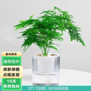 泰西丝 绿植盆栽桌面办公室内小绿色好易养活花卉水培植物 文竹+光汐吸水盆