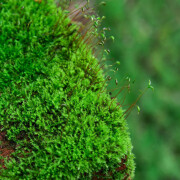 青苔藓鲜活苔藓微景观植物盆景盆栽水陆缸假山草造景材料白发藓短绒青苔- 短绒藓(15*8)cm 2盒