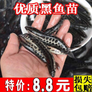 黑鱼苗活体淡水好养食用观赏鱼冷水鱼缸杂交吃肉生鱼黑鱼鱼苗批发 2条6-8厘米黑鱼苗