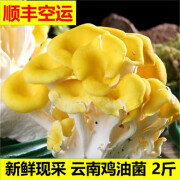 甘果有约空运 现采新鲜鸡油菌新鲜菌菇蘑菇黄丝菌菇鸡油黄火锅煲汤食材 现采 500克