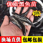 鱼苗批发淡水鱼黑鱼苗淡水养殖食用好养乌鳢生财鱼苗活体冷水观赏鱼小批发乌鱼苗 黑鱼苗5-7厘米3条【限购1单】