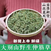 野生伸筋草中药材500g泡脚马尾生筋草筋骨草石松狮子草舒筋草