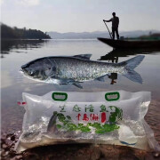 鲜源澜湾千岛湖胖头鱼 活鱼发货 鲜活现杀千岛湖活鱼特产鱼食用鱼活体鱼 5斤活鱼现杀