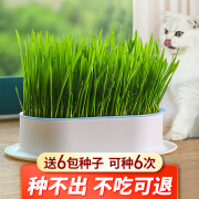 疯狂的主人 【6袋装】猫草种子 猫草盆栽套装猫薄荷去毛球猫咪零食磨牙洁牙