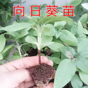 玥缪向日葵苗秧苗幼苗矮葵花苗油葵花苗带根 食用向日葵苗5棵