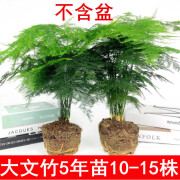 文竹盆栽茉莉龟背竹发财树清香木中型盆栽绿植室内绿植盆栽吸净化空气植物 大文竹5年苗 【2盆 】 不含盆