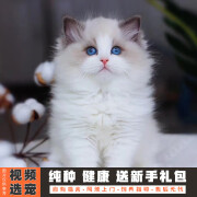 伊宠纯种布偶猫幼猫仙女猫长毛蓝眼小猫咪宠物猫咪活体幼崽 宠物级 A级 公