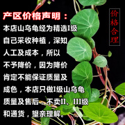 红藤新款山乌龟植物办公室内圆叶盆栽云南趣味花卉水培爬藤绿植 红藤直径6--7厘米1个 +一斤半腐叶土 不含盆